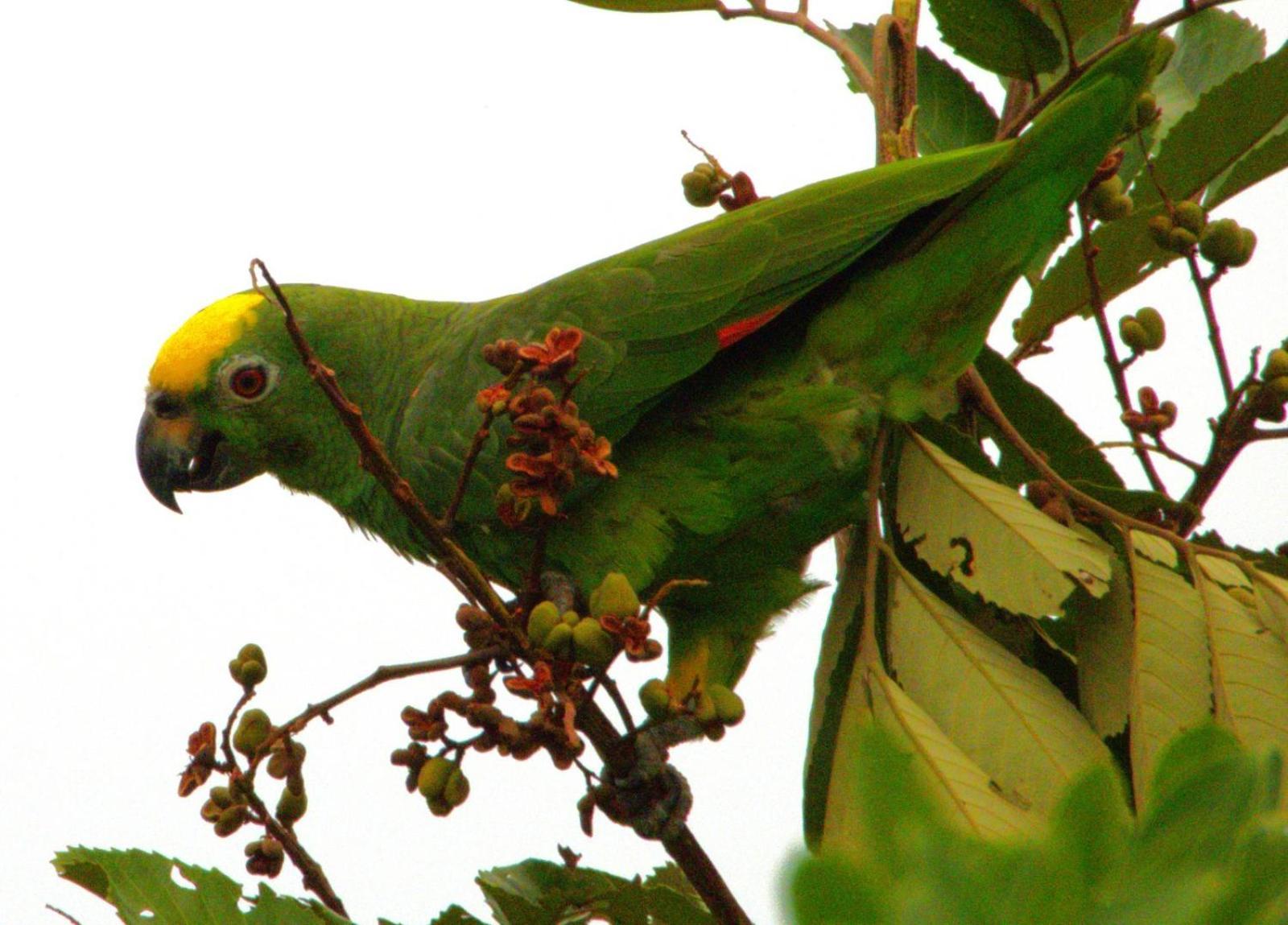 Hotel Campestre Mastranto Villavicencio Eksteriør bilde